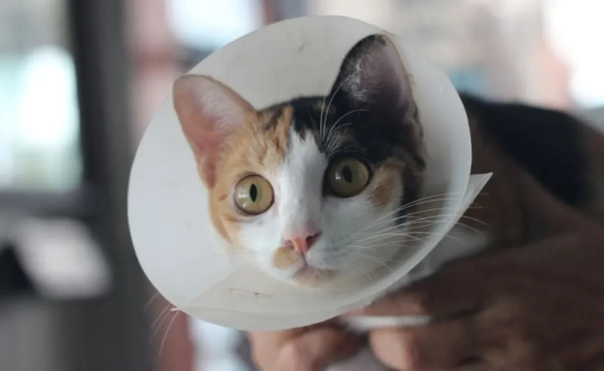 Castração de gato: valor pode variar, mas é um procedimento necessário