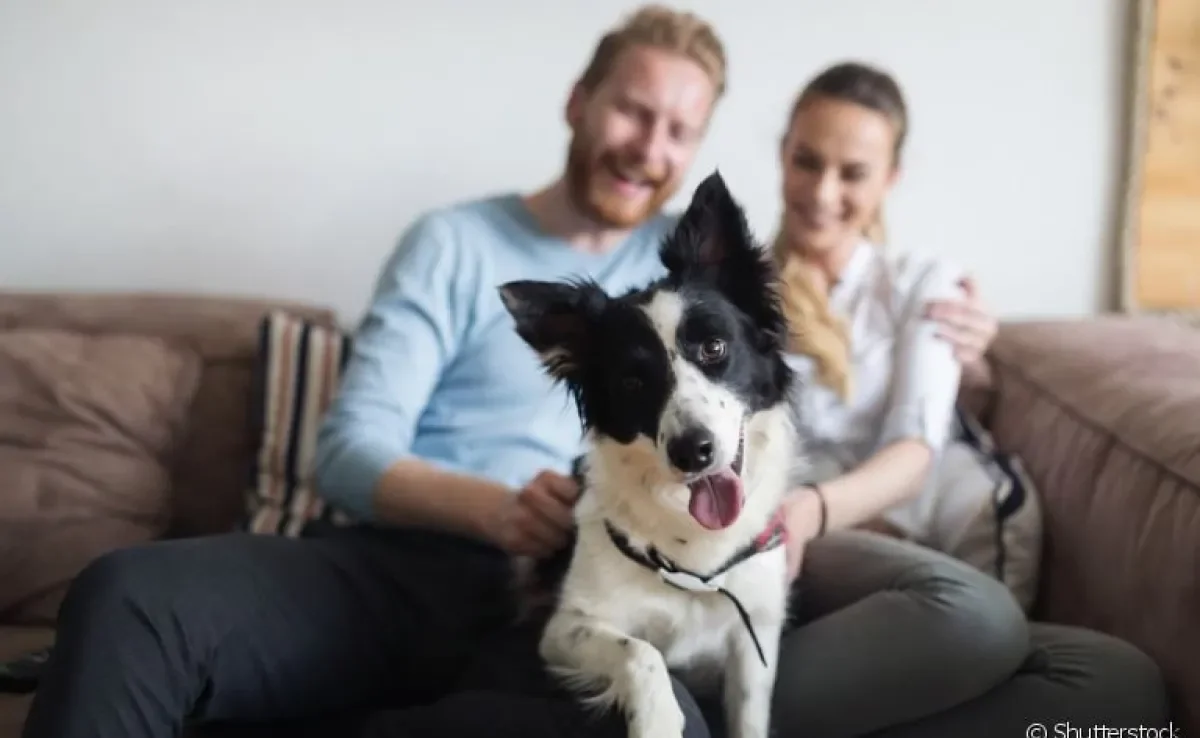 Levar um cachorro para casa é sinônimo de felicidade 24h por dia, mas também de muitas responsabilidades!
