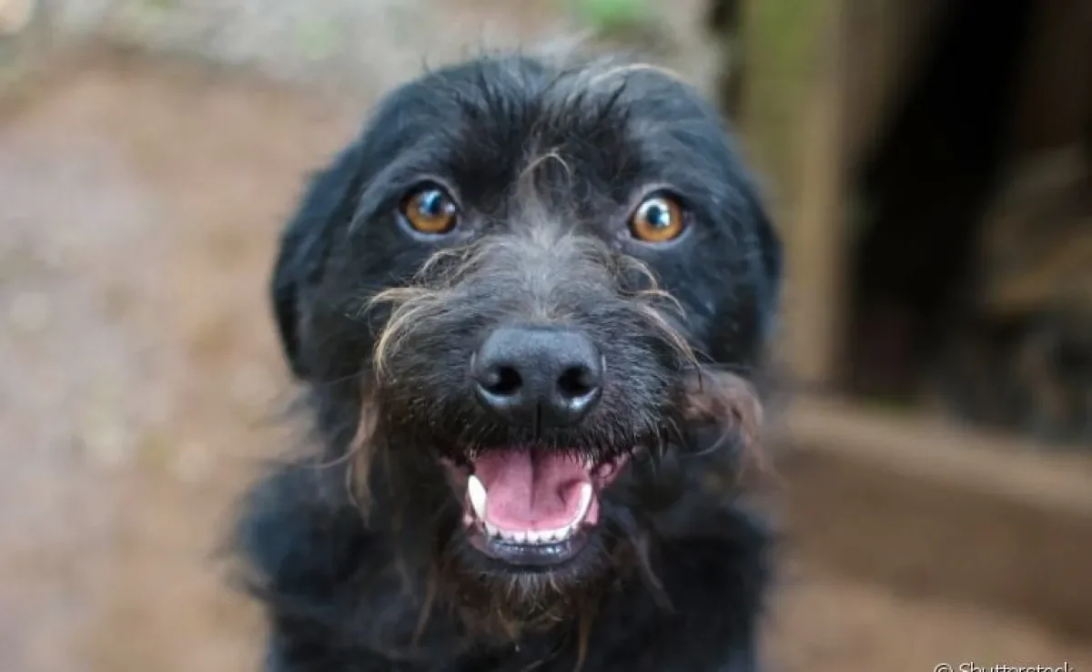 Signo de cachorro: entenda como o temperamento dos cães pode ser influenciado pelos astros