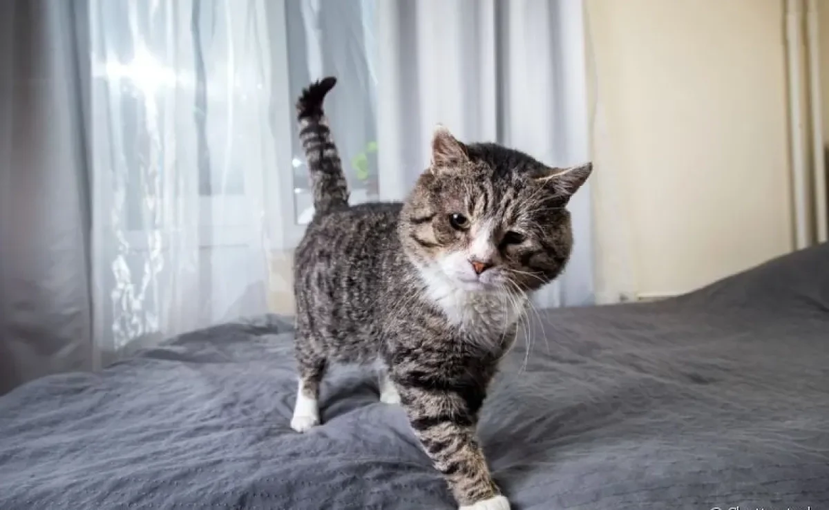 Encontrou o gato fazendo xixi na cama? Isso pode ser sinônimo de desconforto no seu bichano!