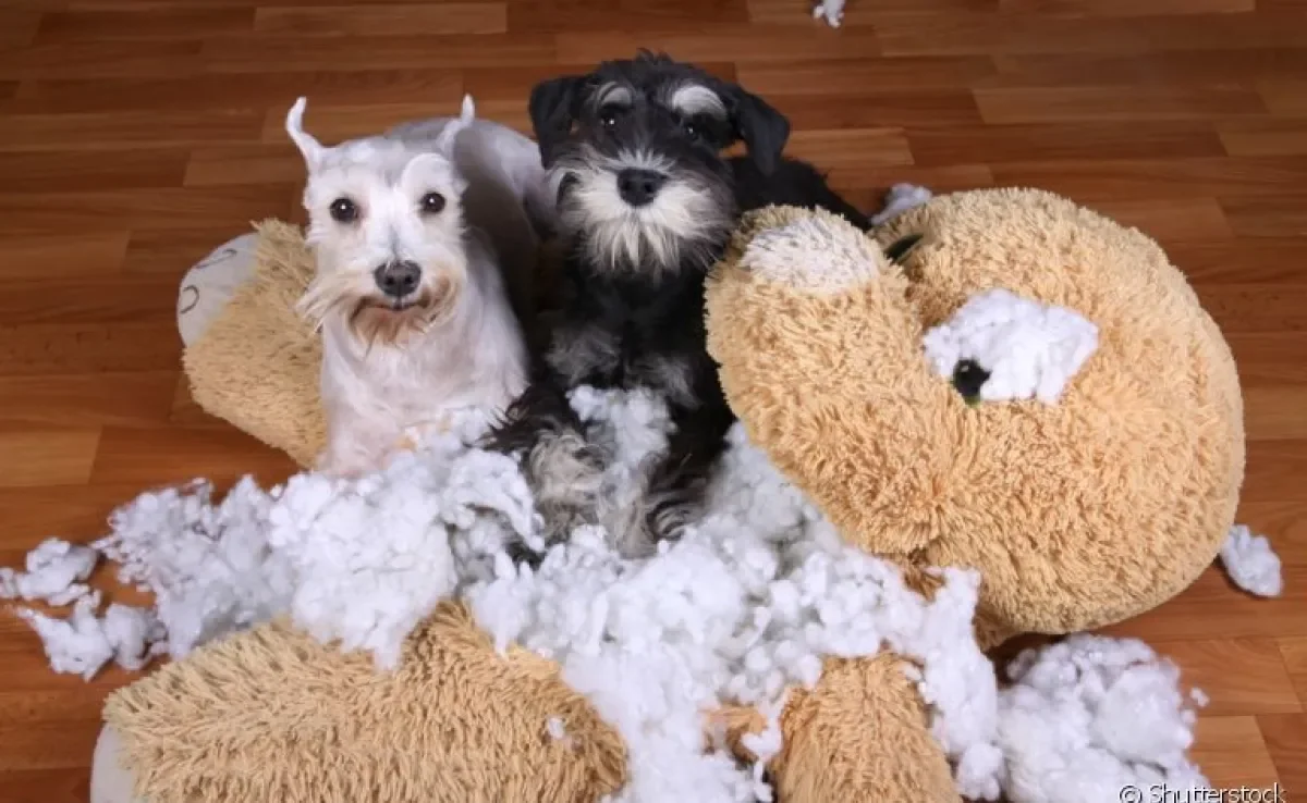 Cachorro que destrói tudo? Conheça algumas histórias!