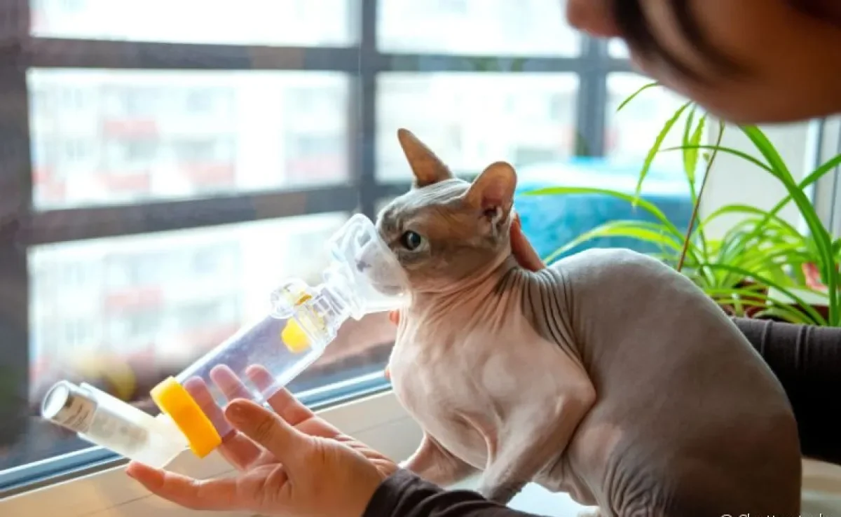A asma felina requer cuidados e o uso de uma bombinha específica. Entenda mais sobre como o problema atinge os gatos!