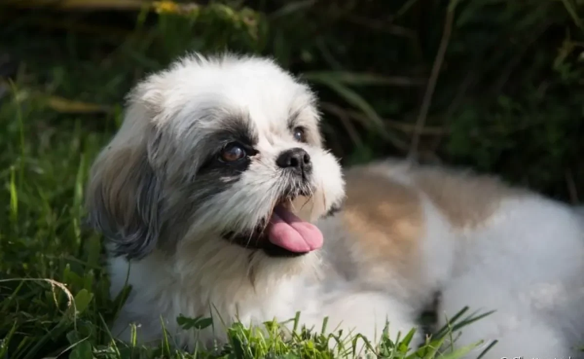 Bronquite em cães: saiba como a doença se desenvolve e pode afetar o seu amigo de quatro patas