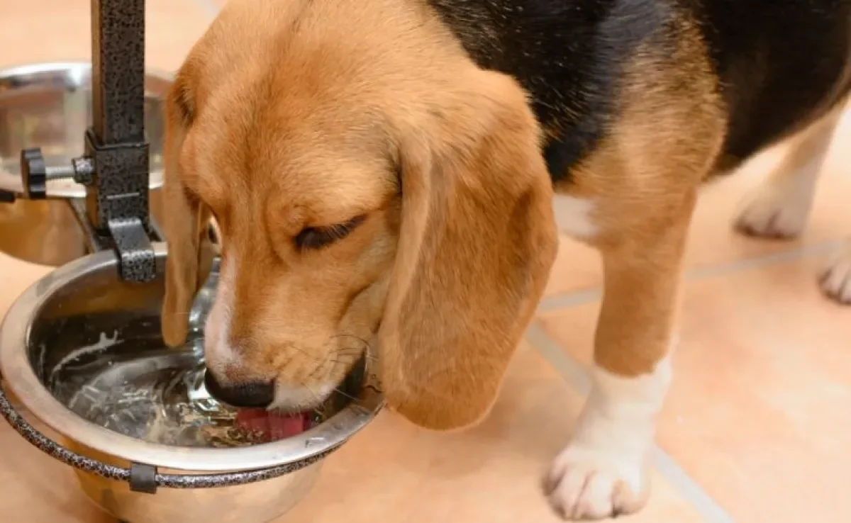 O cachorro bebendo muita água pode ter muitas causas, desde situações rotineiras até problemas de saúde mais graves.