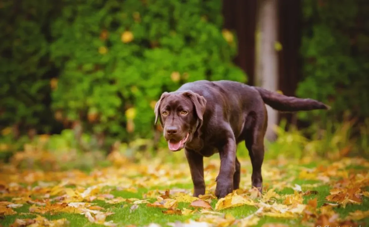 Cachorro mancando pode estar ligado a doenças hereditárias e machucados na patas. Saiba como ajudar o seu amigo nesses casos!