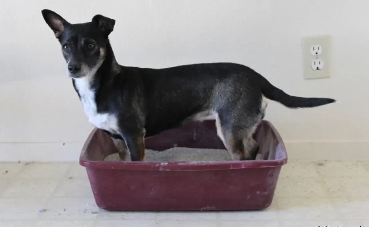 Cachorro pode usar a caixa de areia, sim - você só precisa dos acessórios corretos, algumas técnicas e muita paciência