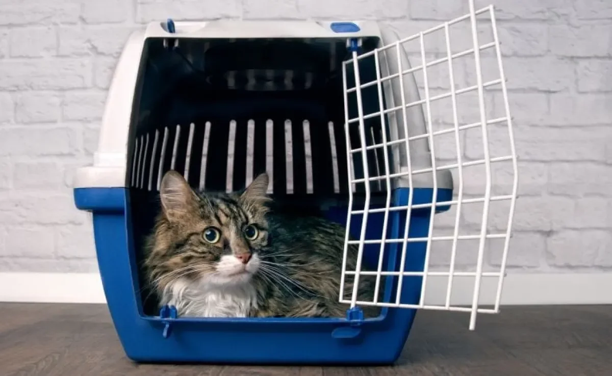  A caixa de transporte de gato não precisa ser um pesadelo para o animal. Veja como tornar o acessório mais confortável!