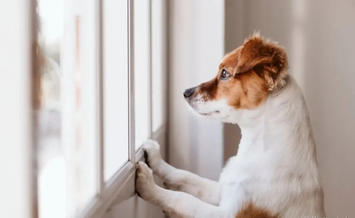 Conversamos com um adestrador e ele deu algumas dicas para reacostumar seu cachorro a ficar sozinho em casa depois da quarentena!