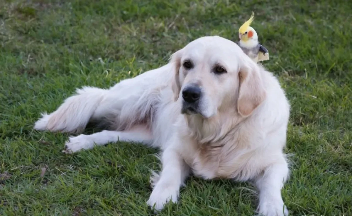  Calopsita e cachorro juntos é a coisa mais fofa. Saiba como facilitar o convívio entre animais de espécies diferentes! 