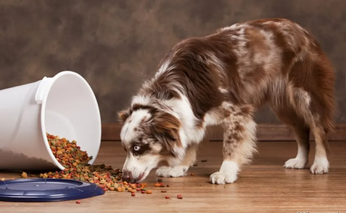Ração para cães: você sabe como guardar o alimento da forma correta?