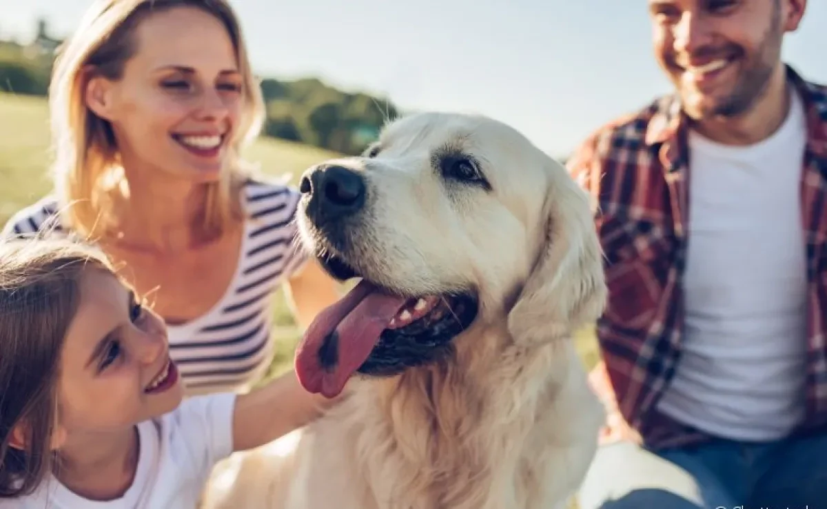 Construir uma rotina para cachorro é essencial