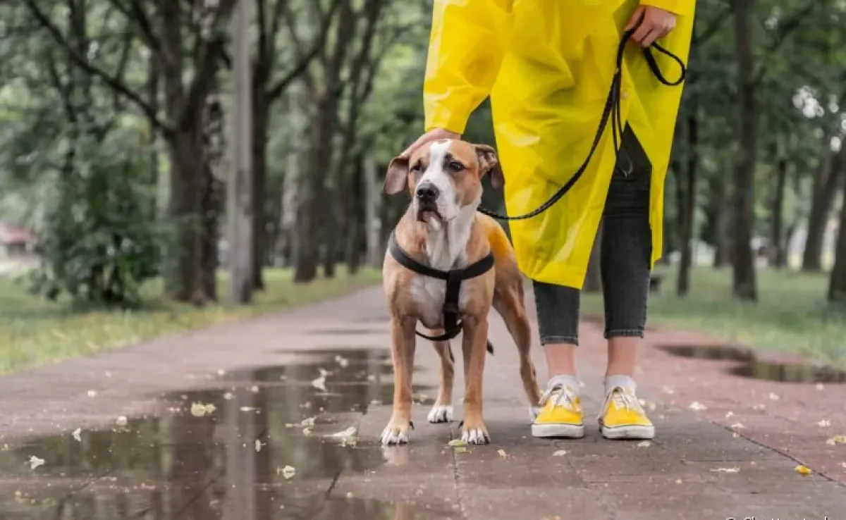 Cuidar de cachorro nos dias de muita chuva, principalmente em áreas de risco, é fundamental para preservar a saúde e vida do seu amigo!