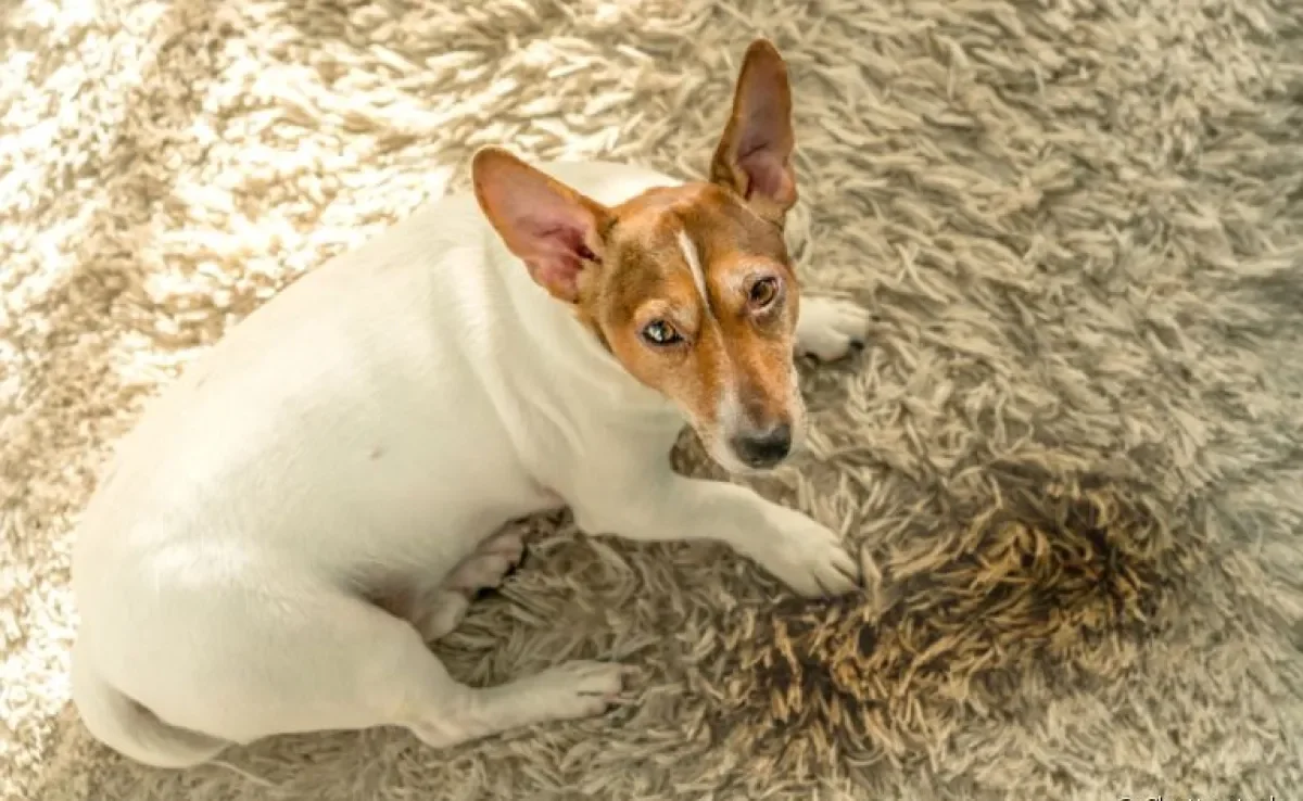 Você sabe como ensinar cachorro velho a fazer necessidades no lugar certo? Veja algumas dicas