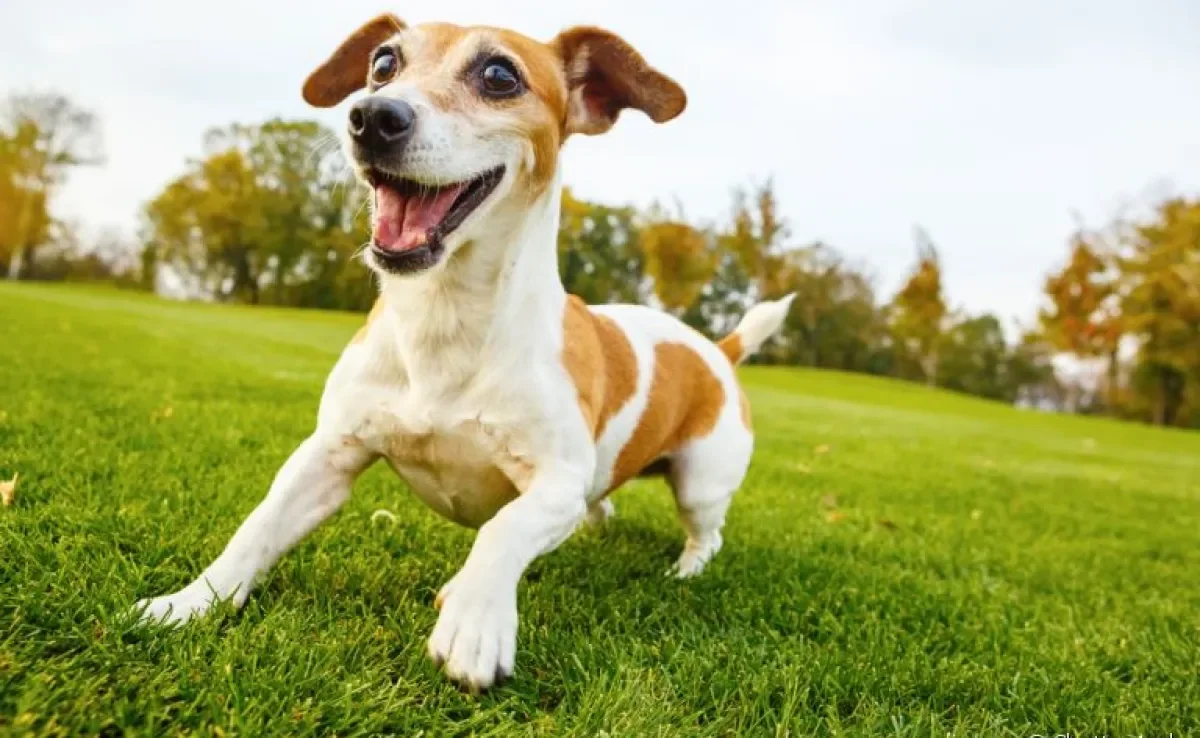 O cachorro hiperativo não consegue ficar quieto por muito tempo, mas é possível melhorar essa situação