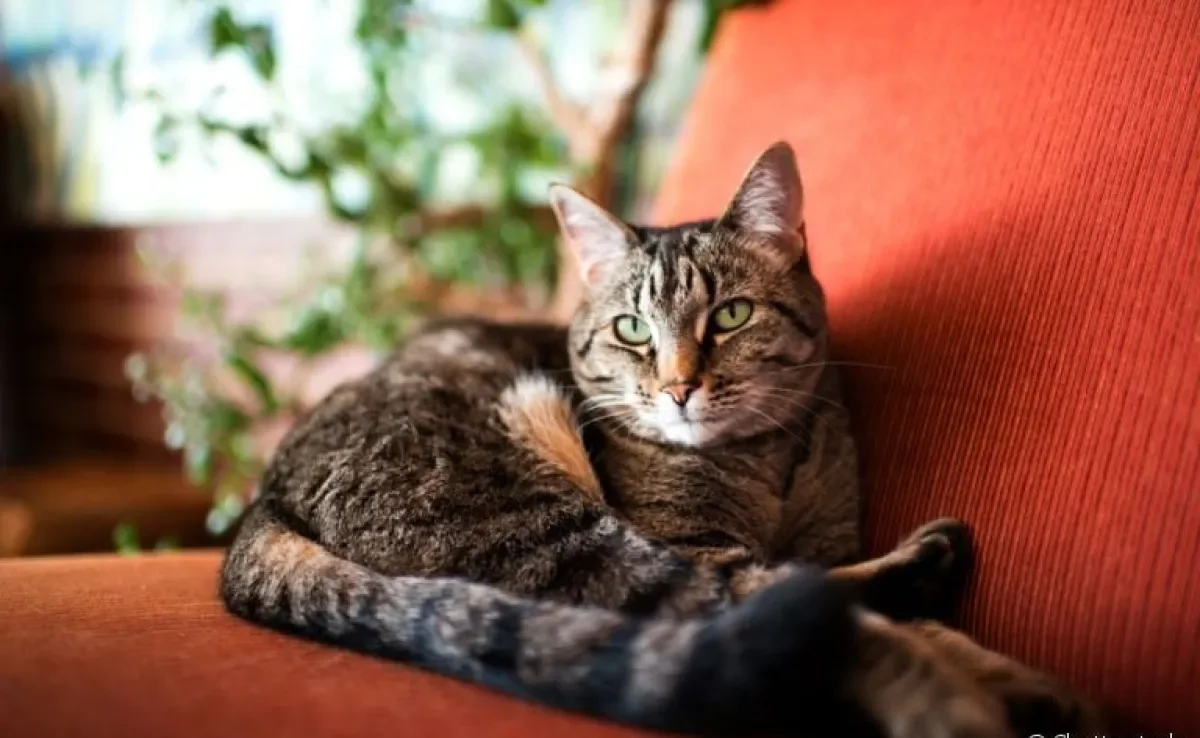 O gato com problema renal pode apresentar alguns sintomas. Fique de olho em qualquer alteração de comportamento do seu bichano!