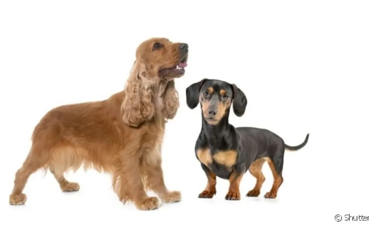 Dachshund ou Cocker Spaniel? Chega de confundir as duas raças!