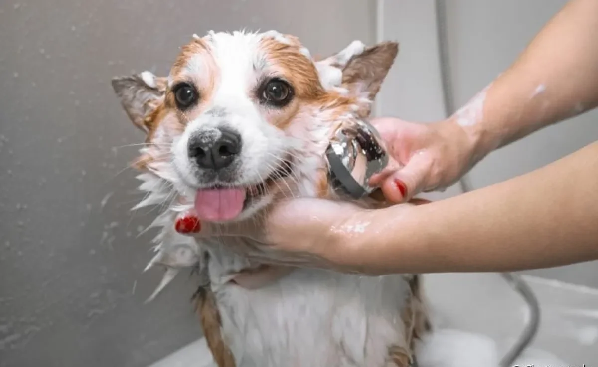 Veja como escolher o sabonete para cachorro ideal!
