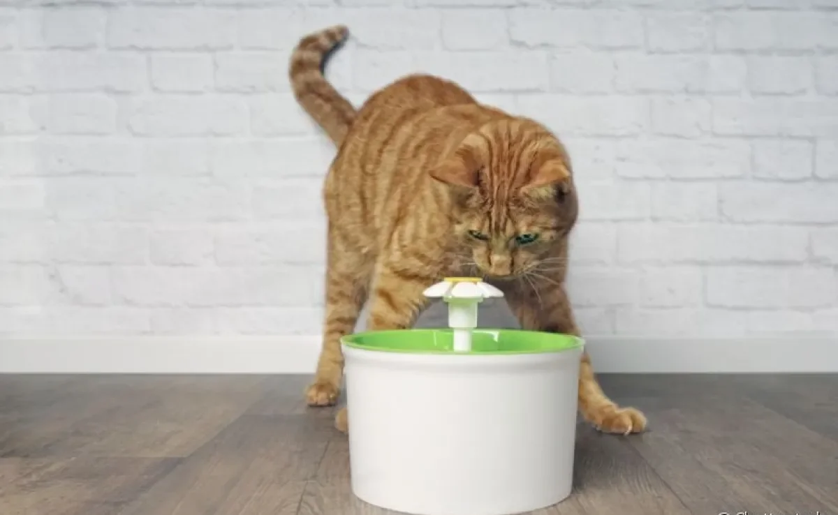 Fonte para gatos: veja os prós e contras de cada modelo