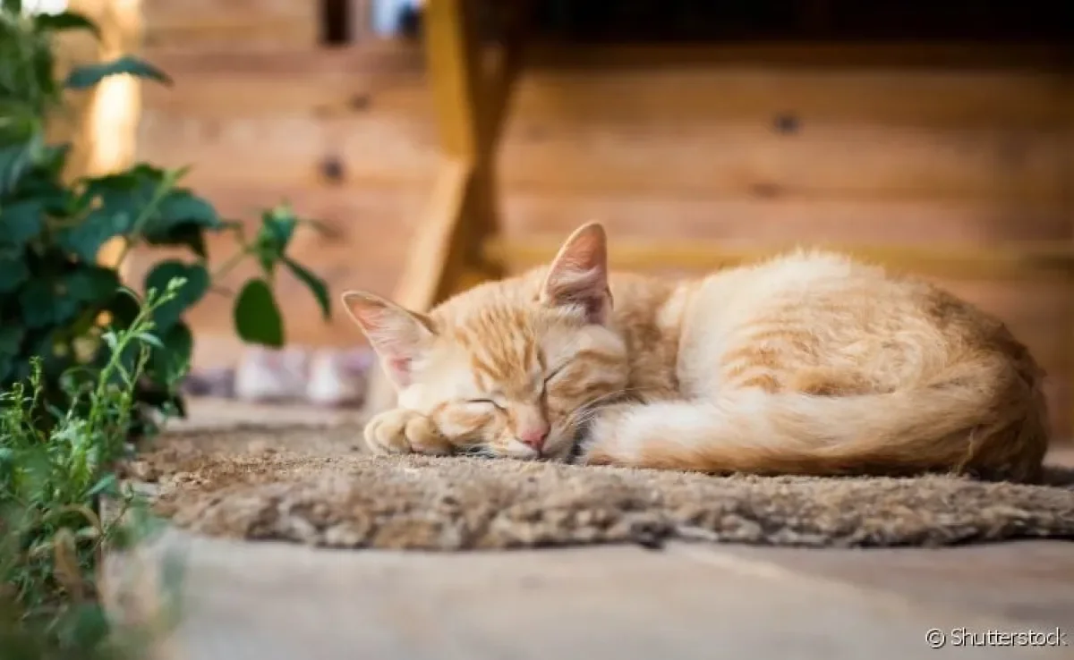 Criação indoor de gatos: saiba como pode ajudar na saúde e no bem-estar do seu pet! 