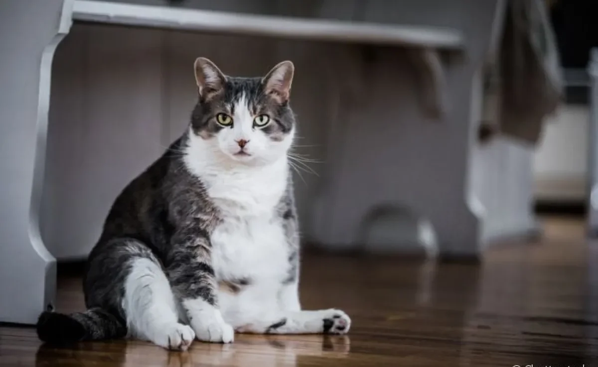 Conheça a lipidose hepática felina, doença que afeta o fígado dos gatos
