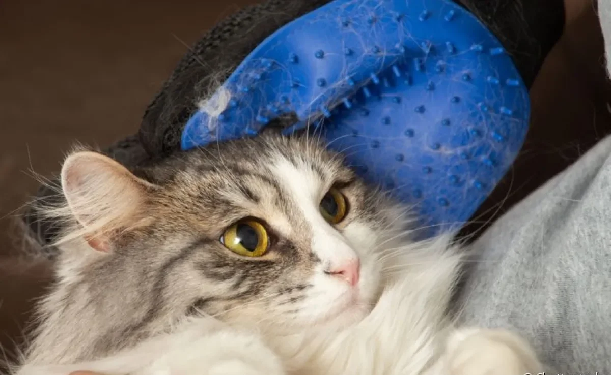  Quer comprar uma luva para tirar pelo de gato e não sabe se vale a pena? Nós testamos e contamos para você! 