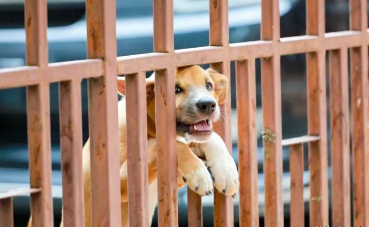 Descubra os principais motivos dos latidos de cachorro para porta ou janela da casa