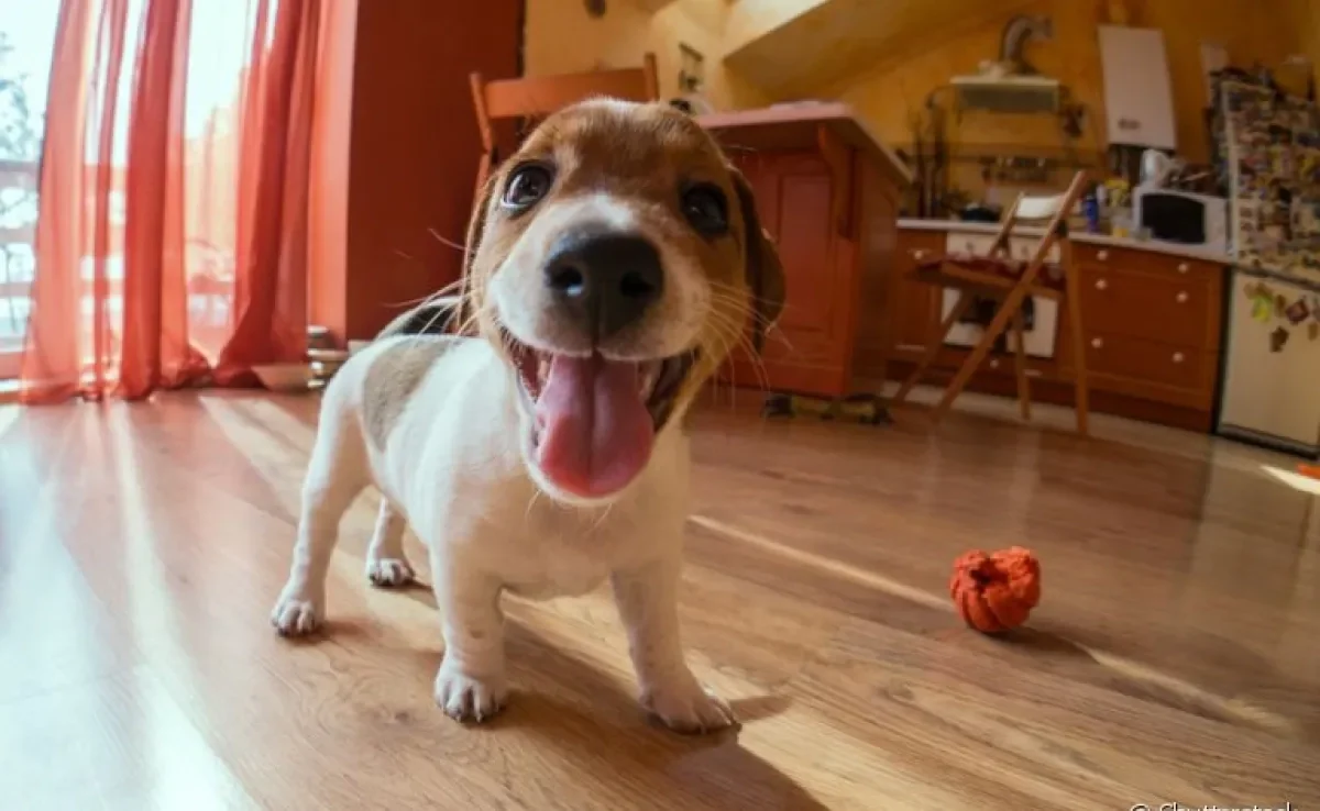 Evite passear com cachorro na quarentena e saiba como gastar energia do cãozinho em casa