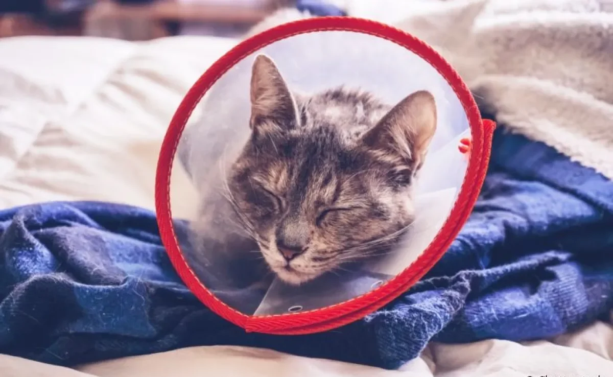 A castração de gato pode provocar mudanças no comportamento do felino. Entenda!
