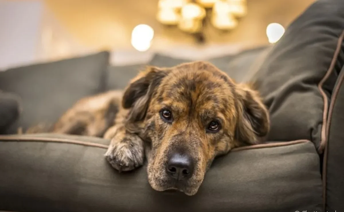 Prolapso retal em cães: saiba como identificar o problema e o que fazer para prevenir
