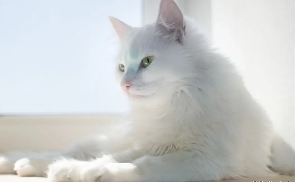 Saiba como usar o protetor solar para gatos para evitar doenças de pele no seu bichano