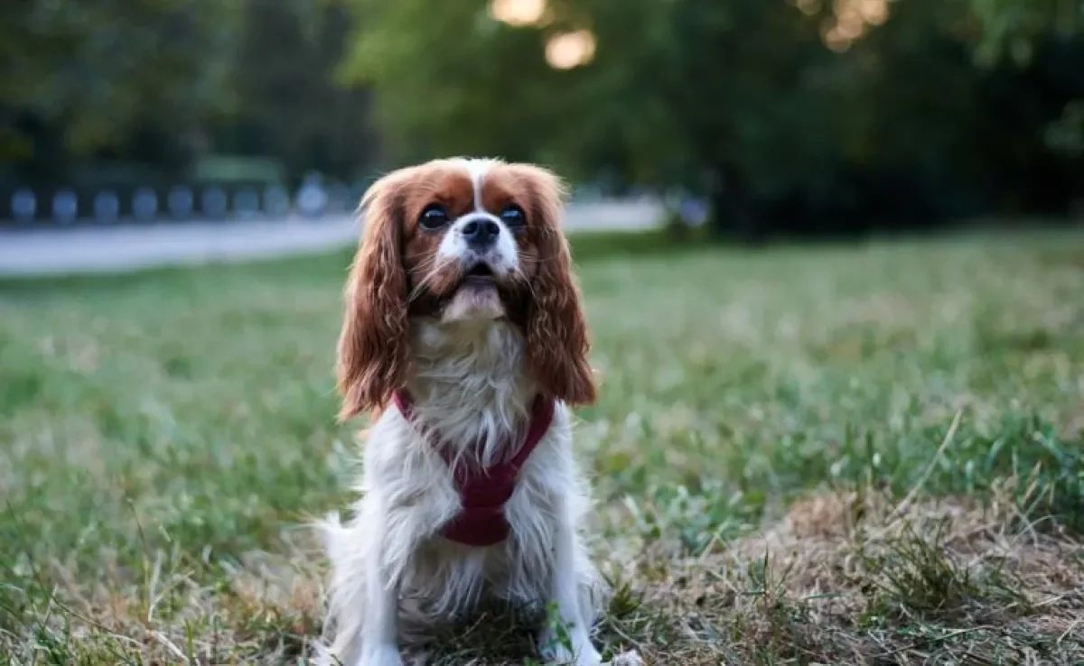 Coleira peitoral para cachorro: descubra quando é a hora de trocar o acessório e os sinais mais comuns de desgaste