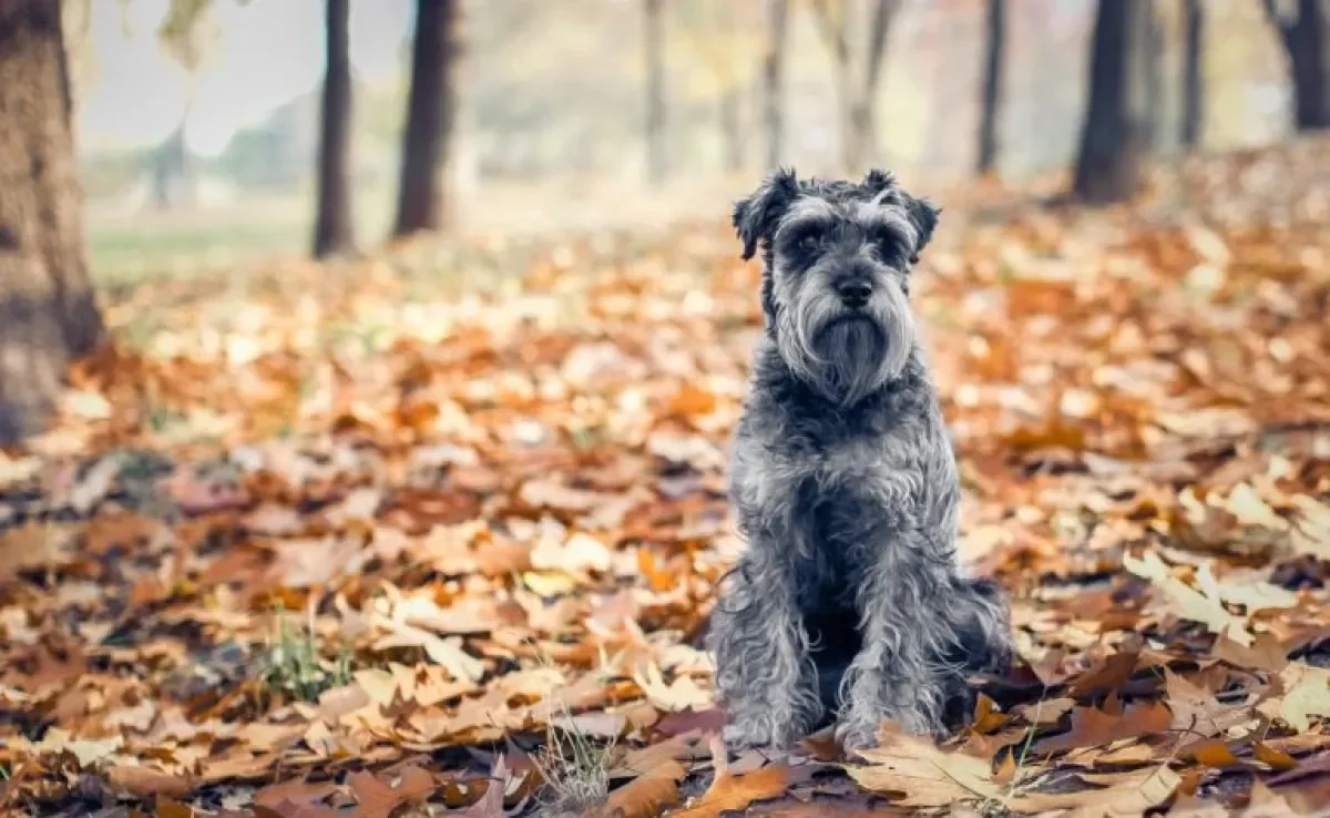 Schnauzer: conheça todas as características desse adorável cãozinho