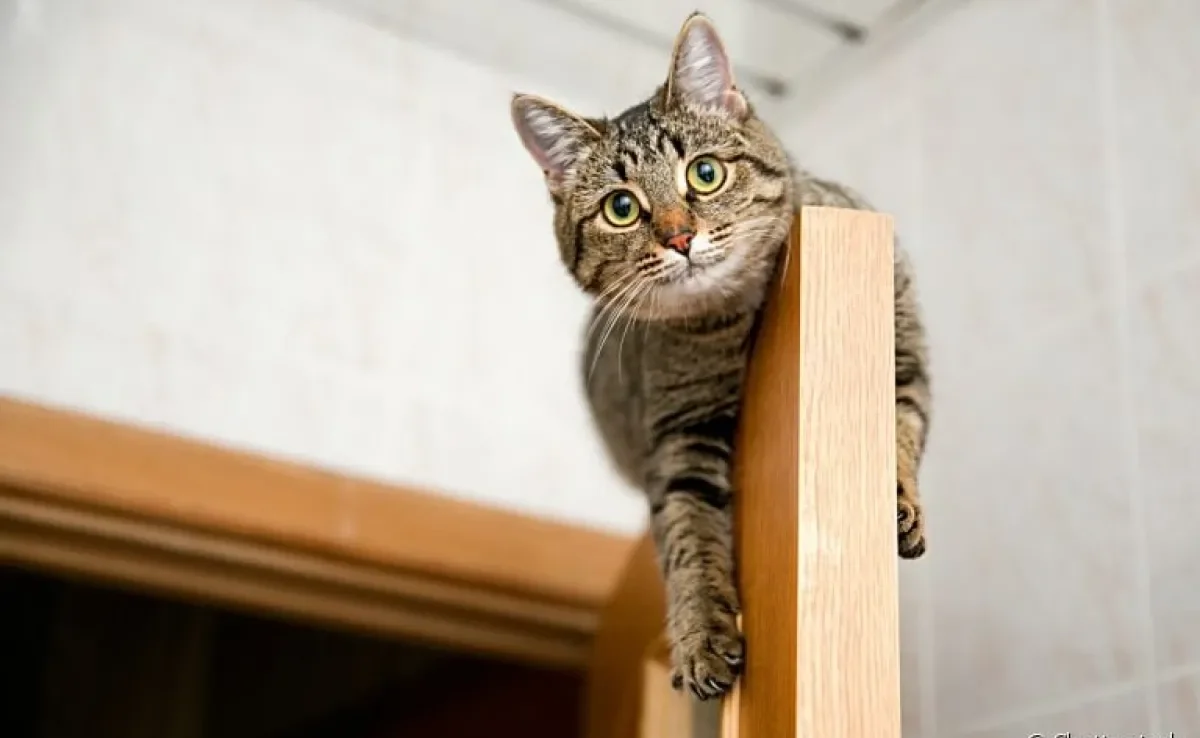  Gato horizontal x gato vertical: saiba como definir as preferências do animal e facilite a gatificação da sua casa 