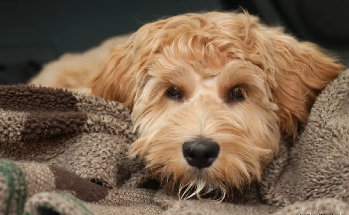  Degeneração mixomatosa : saiba mais sobre a doença que pode atingir o coração de cachorro 