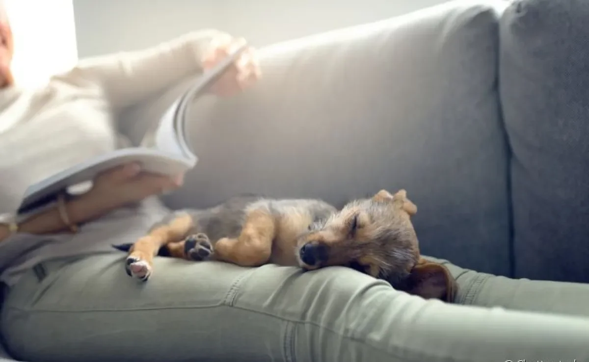 Fizemos uma lista com 8 livros sobre cachorros para você ler no período em que estiver em casa!