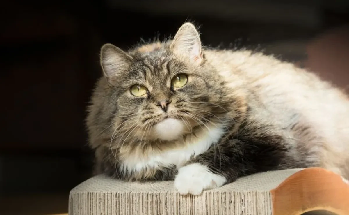 Arranhador de papelão para gatos: sustentável, barato e fácil de fazer