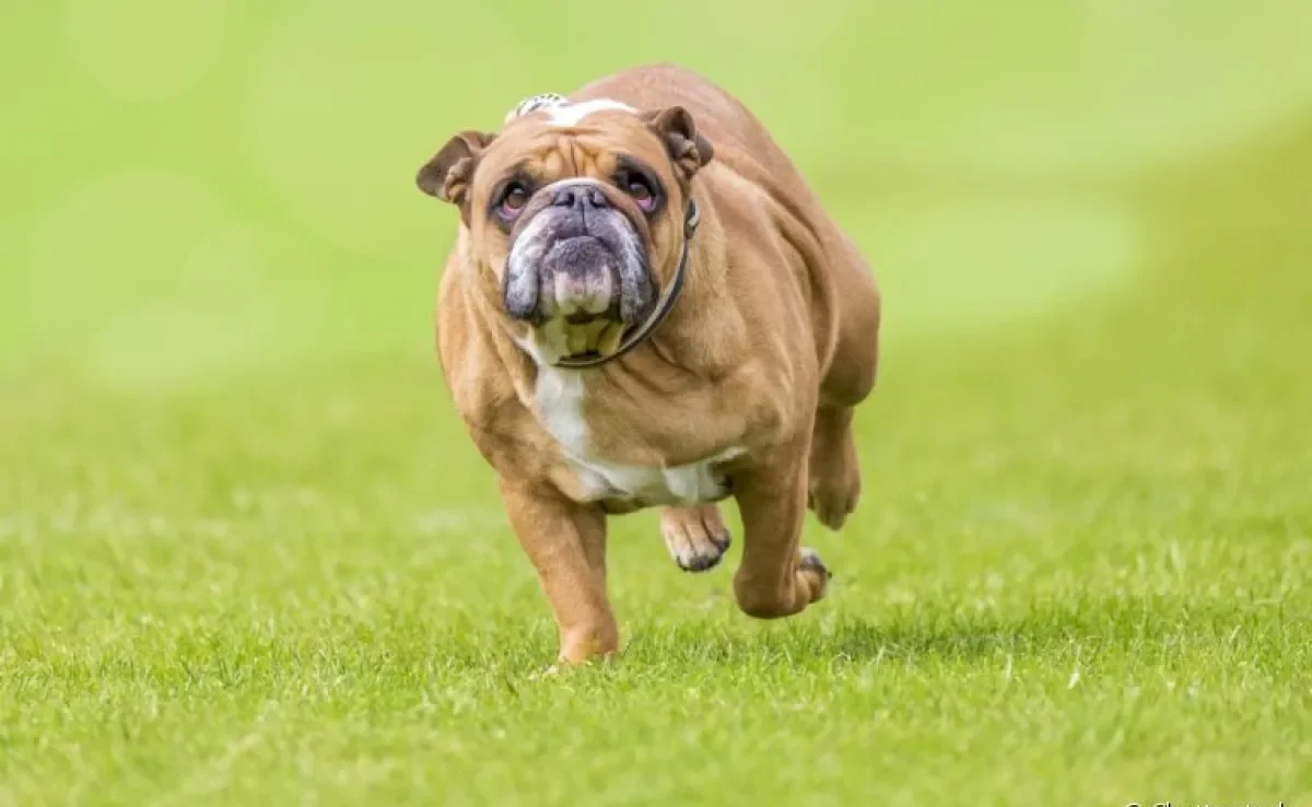 Cachorro obeso pode desencadear vários problemas de saúde! Veja como ajudar o seu amigo a perder peso.
