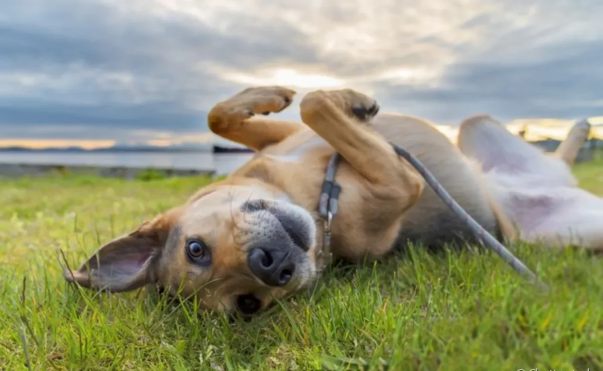 Vira-lata: descubra o que é mito e o que é verdade sobre a saúde desses cachorros