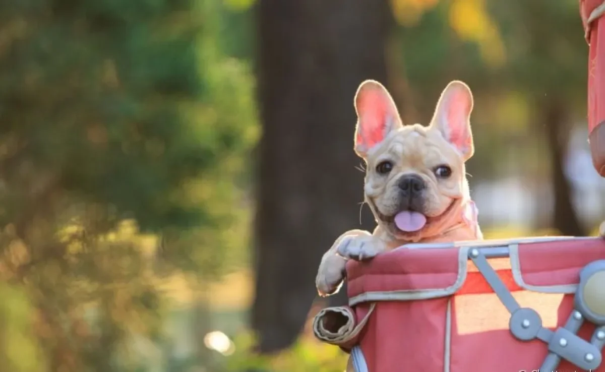 O carrinho para cachorro pode ser útil em diferentes ocasiões. Saiba quando e como usá-lo