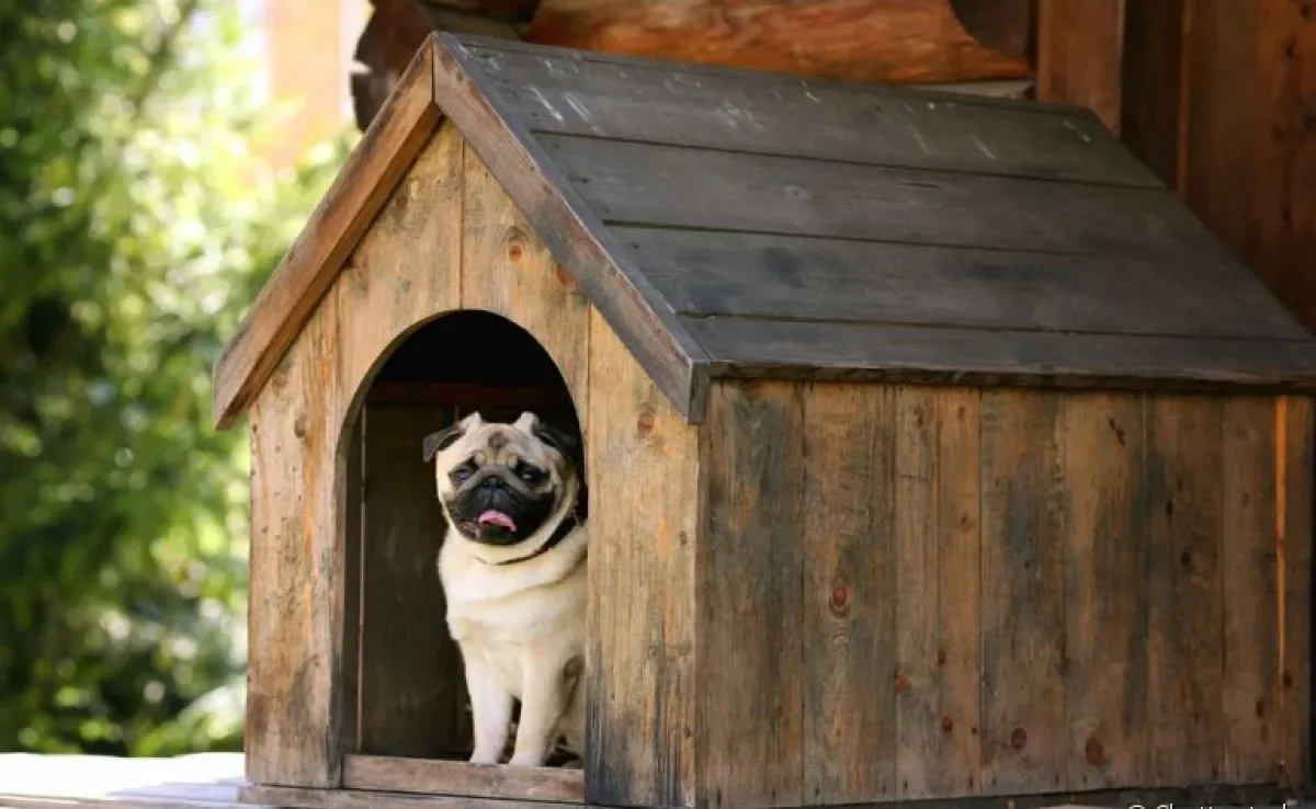 A casinha de cachorro de madeira é resistente e pode durar muitos anos se receber os cuidados adequados