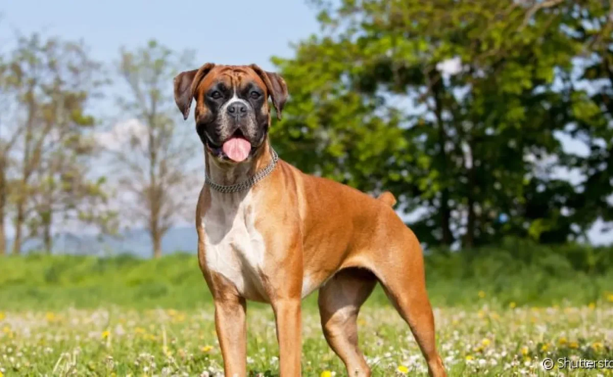 Descubra o que é caudectomia e os riscos que isso pode trazer para o seu cachorro