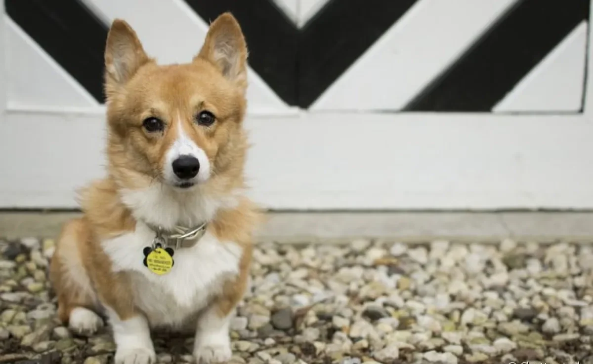 A coleira com identificação é um acessório super importante para a segurança do seu cachorro