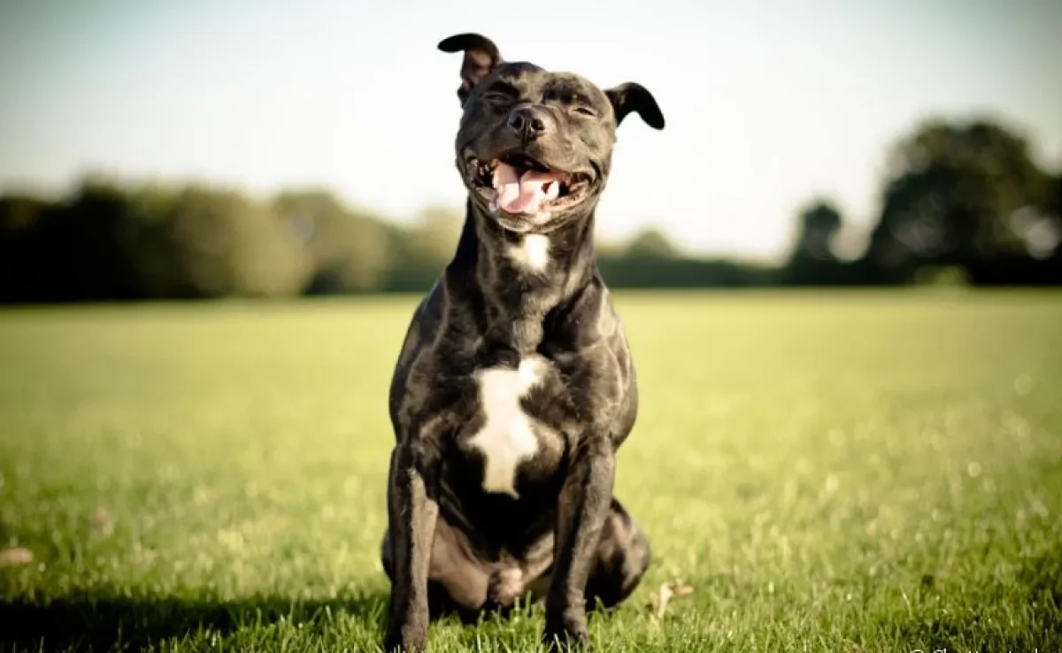 A resposta para como aumentar a imunidade do cachorro está relacionada com o bem-estar físico e psicológico do animal