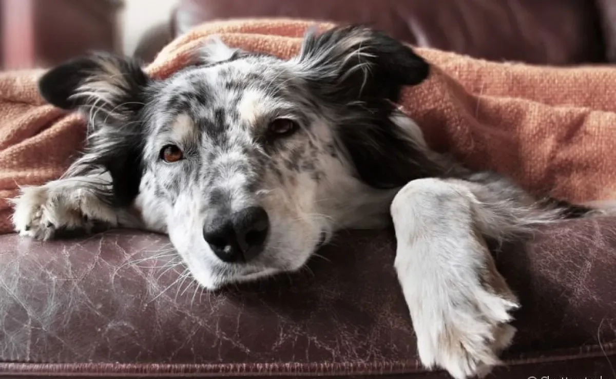 Algumas medidas são fundamentais para evitar que seu cãozinho fique doente!