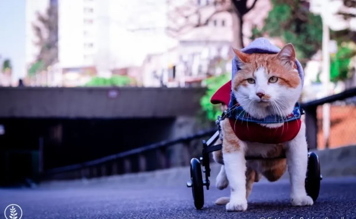 Gato amputado: saiba que cuidados são necessários para cuidar de um bichinho deficiente