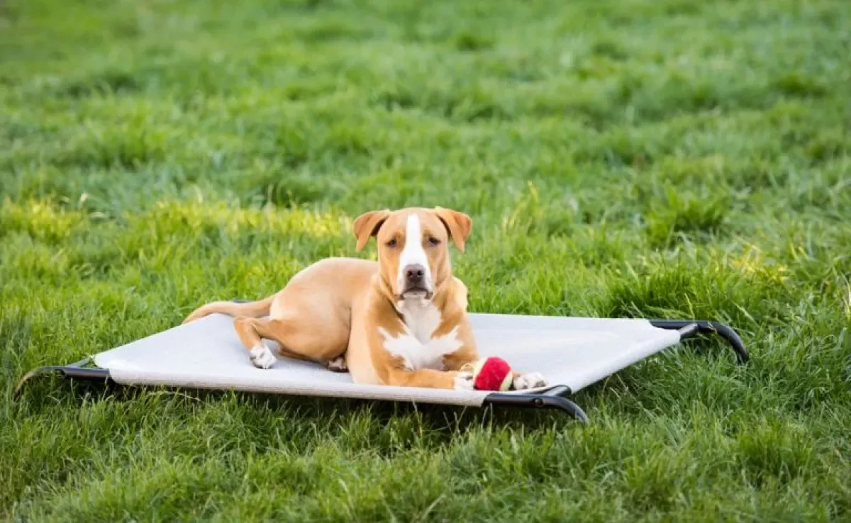Aprenda a fazer uma cama suspensa para cachorro usando materiais baratos e acessíveis!