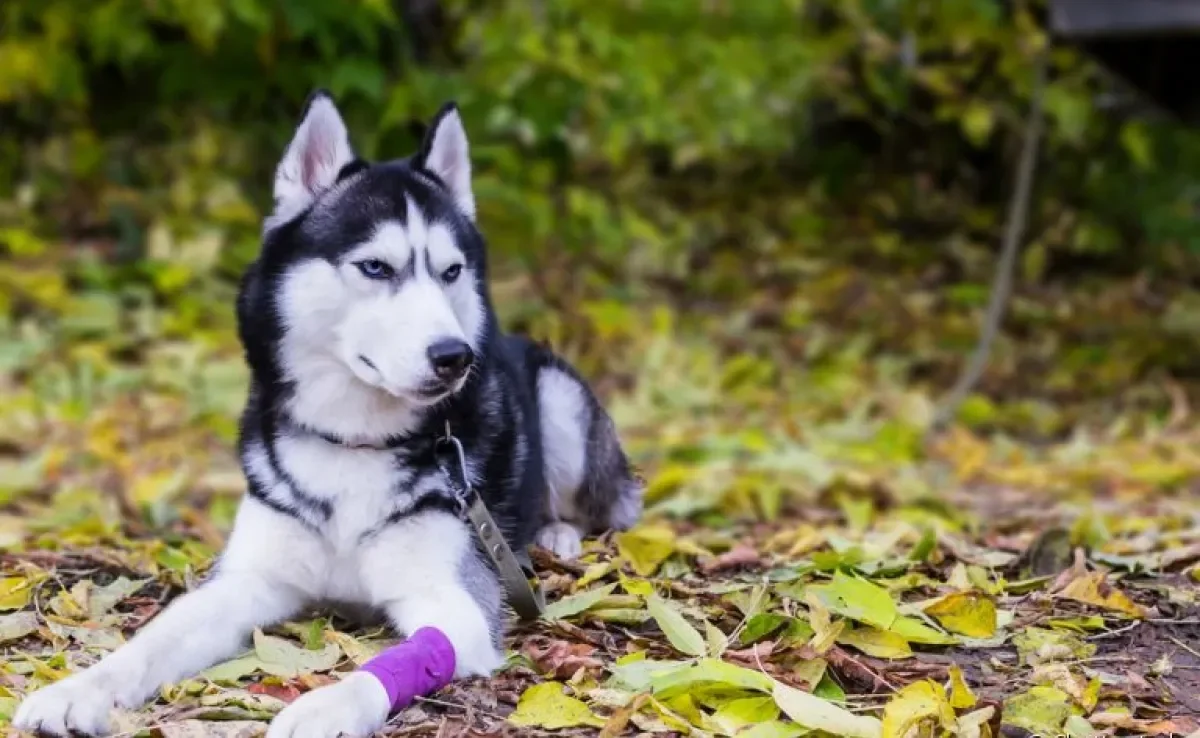 O cuidado com os ossos do cachorro deve começar quando ele ainda é filhote