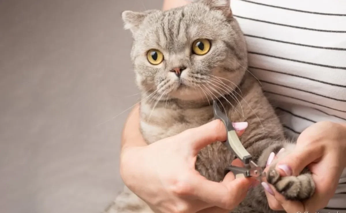 Cortador de unha de gato: conheça os modelos mais comunse as funcionalidade de cada um