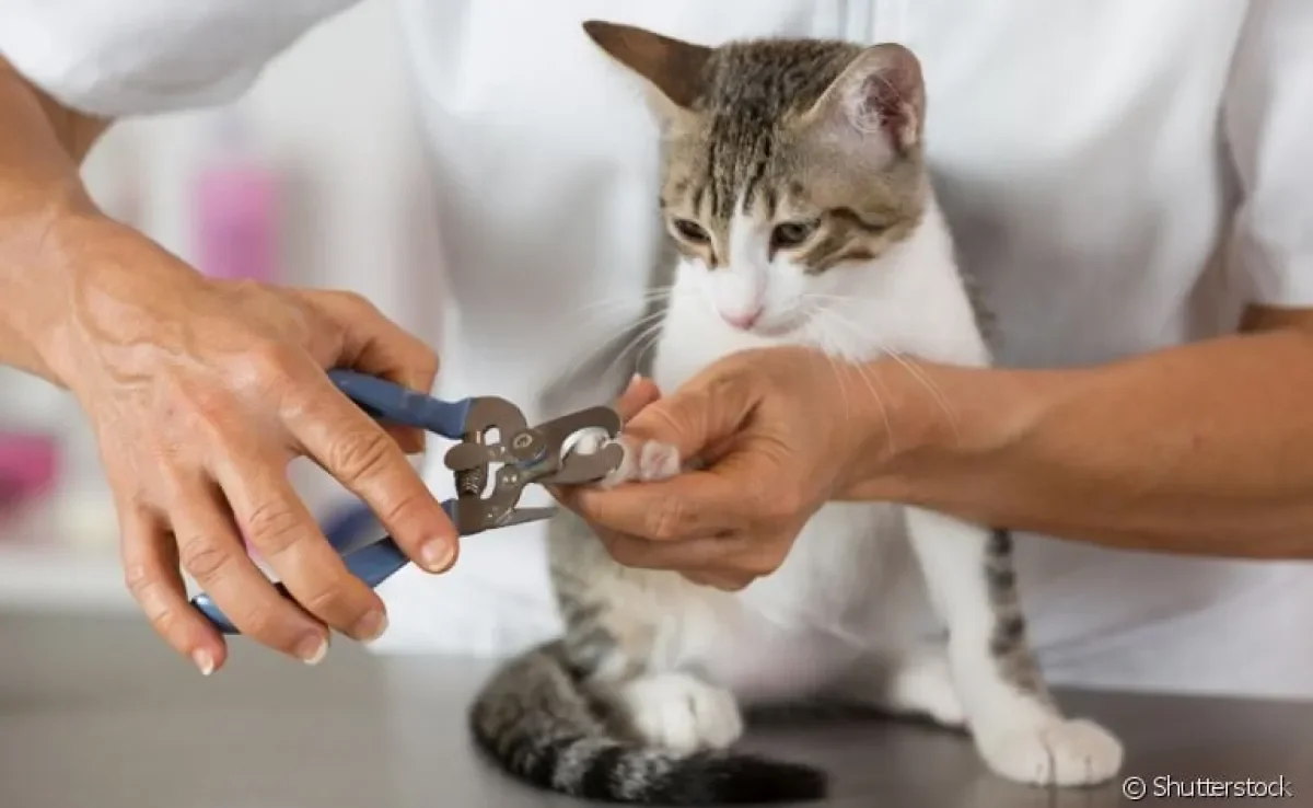Cortar as unhas não precisa ser um momento estressante para o seu gato