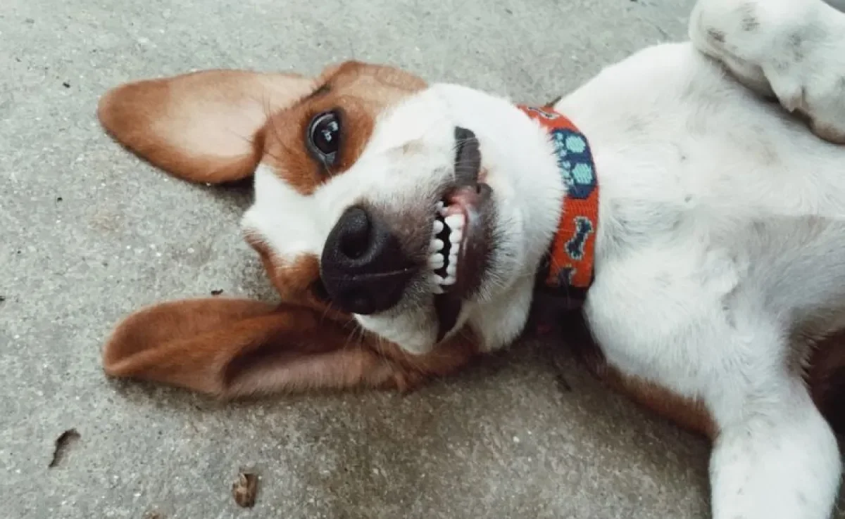 O cachorro sorrindo é a cena mais fofa do mundo